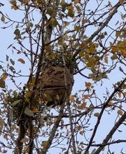 Stop Frelons image 11