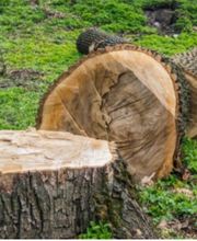 BC Service Élagage image 9