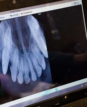 Belton Animal Clinic & Exotic Care Center image 4