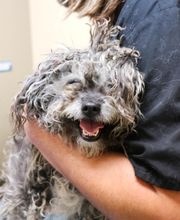 Indian Tree Animal Hospital image 2