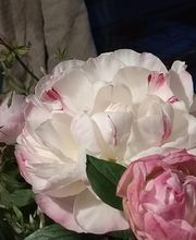 Des Fleurs En Plus image 6