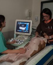 Clinique Vétérinaire Des Noes image 5