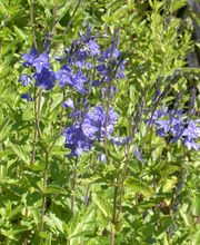 Staudengärtnerei David Müller Bild 72