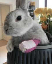 ZeVet - Cabinet vétérinaire Bild 2