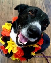 Hundetal Bild 2