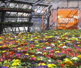 Blumen Hirt Bild 1