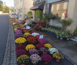 LE COMPTOIR DES FLEURS image 3