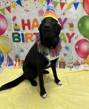 Petsburgh Pet Care image 10