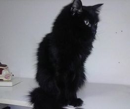 clinica-veterinaria-jara-gato-03.jpg