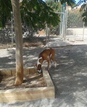Residencia canina Tarazona imagen 12