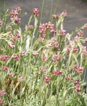 Staudengärtnerei David Müller Bild 26