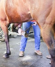 Shawnee Animal Hospital image 11