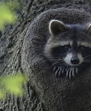 Wildtierfotografie - Lars Kaletta Fotograf | Hannover