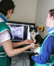 Clinique vétérinaire des trois fontaines image 9