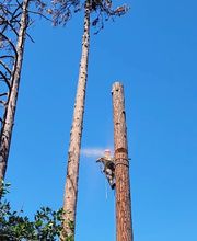 Southern Oregon Tree Care LLC image 7