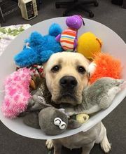 West Park Animal Hospital image 11