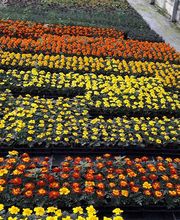 Schwab Fleurs SA Bild 5