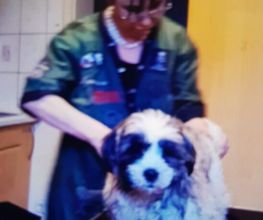 Silvis mobiler Hundefriseur Bild 3