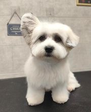Barber Dog By Sonia image 8