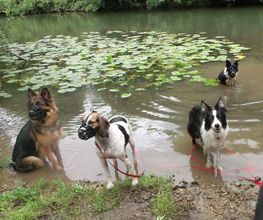 Chiens Zen image 6
