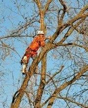 Fougeron Elagage image 2