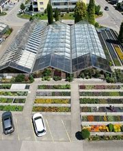 Blumengärtnerei G. Gerber AG Bild 2