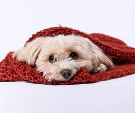 Hunde-Fotografie-Klick-Moment-Fotostudio-Gera-Zwoetzen-Buergerhof.jpg