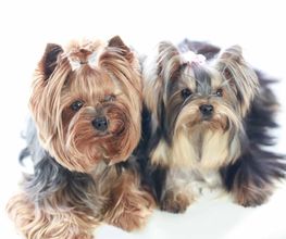 DogShine image 9