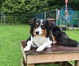 Küstenwolf Hundetraining Kiel Bild 9