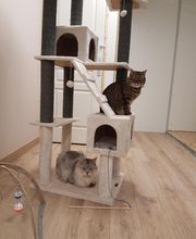 Pattenrond & Cie image 1