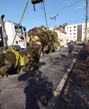 Beaudout Raphael image 7