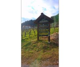 Weingut Sonnenberg Bild 2
