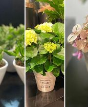 FLEURS ET PASSION image 3