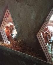 Pinsos Cortada imagen 20