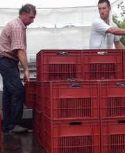 Vignoble Tévenot image 15