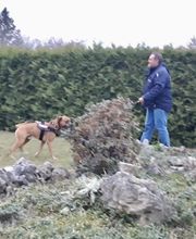 DOGS Training Bild 4