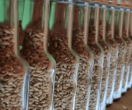 Domschatten Privatbrauerei Bild 7
