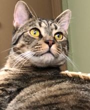 Haw Creek Animal Hospital image 2