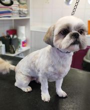 Lili Dog image 1