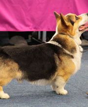 Tierpension Lanzenen Bild 5