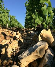 Jean Marie Reverdy & Fils : Caveau Verdigny image 1