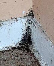 Windy City Bed Bug Specialists image 6