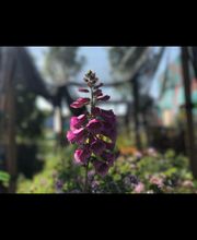 Dig It Gardens image 7