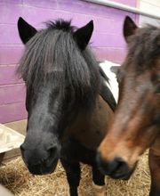Equitation Passion image 3