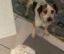 Hundebetreuung Oldies but Goldies Bild 1