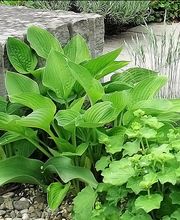 Huber Gartenbau AG Bild 2