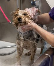 Hundesalon in Liestal - Wir bieten den Tieren eine professionelle Fellpflege. Ein liebevoller und herzlicher Umgang mit Ihrem vierbeinigen Familienmitglied ist für uns oberstes Gebot!