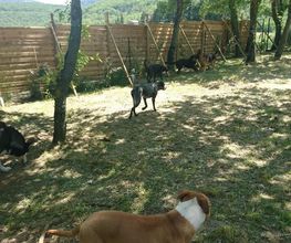 C.A PRO CANIN image 8