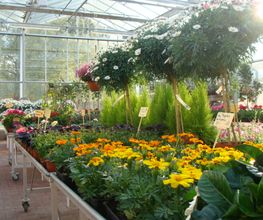 Galley fleurs Bild 3