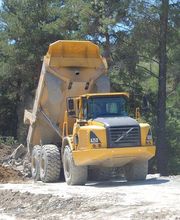 Cardinal Myriam image 6